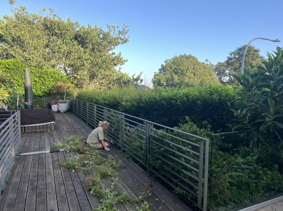 Shaggy, uneven hedge along a timber deck before trimming