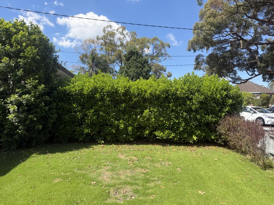 Overgrown hedge with an uneven, rounded top before trimming