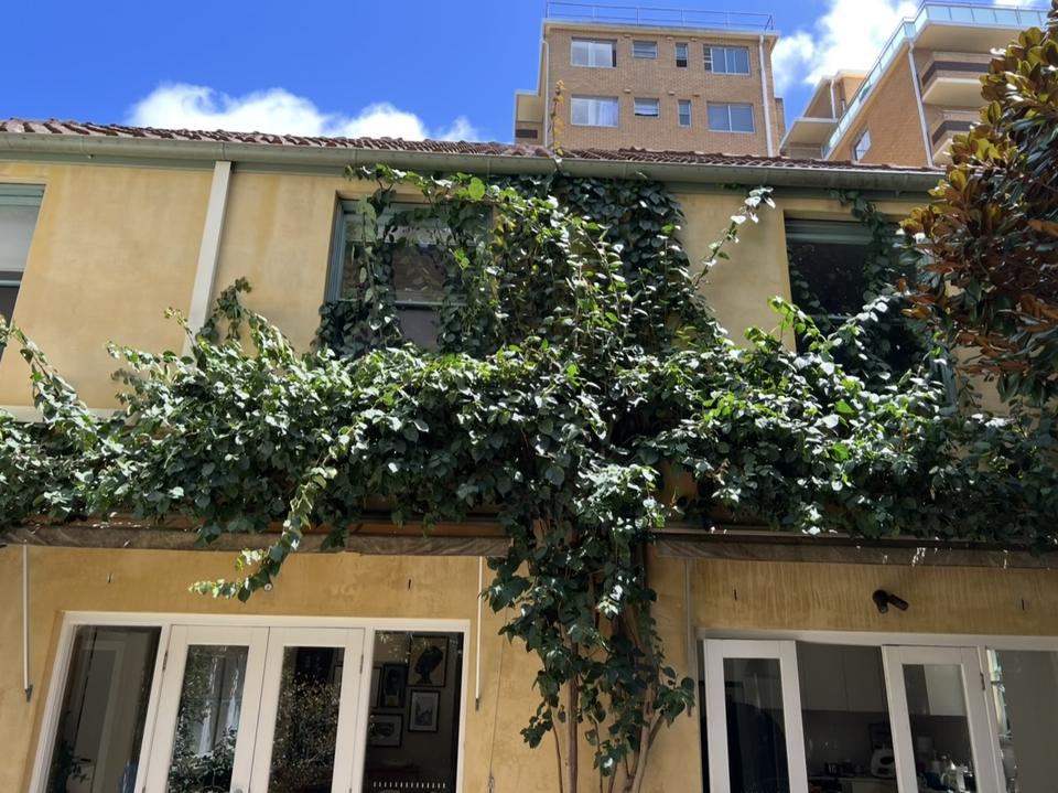 Climbing vine grown over the upstairs windows of a two-storey home before pruning